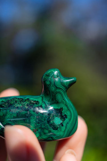 Malachite Duck